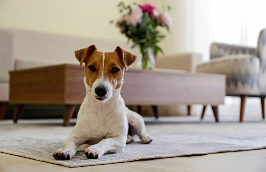 Pet owners’ guide to selling a home: essential tips