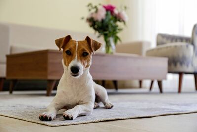 Pet owners’ guide to selling a home: essential tips